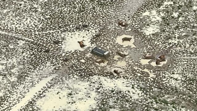 Livestock flood losses set to triple as cyclone looms