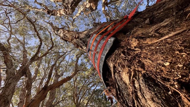 Secret weapon in climate fight hiding in tree bark