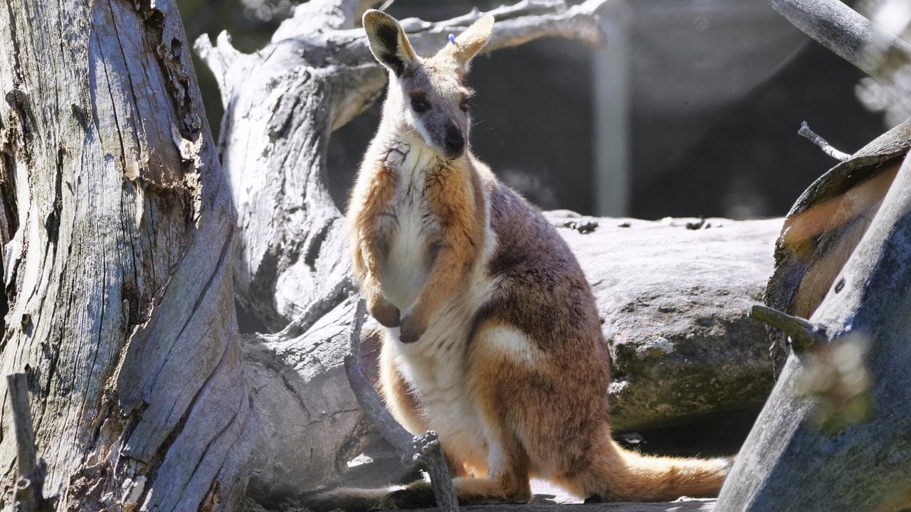 Rock wallaby fossils show they weren't all homebodies