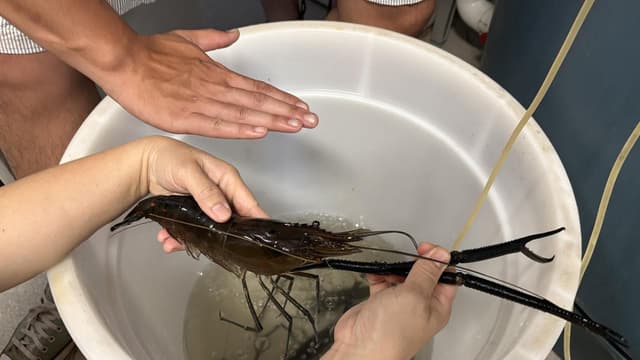 Indigenous community hatches native prawn plan
