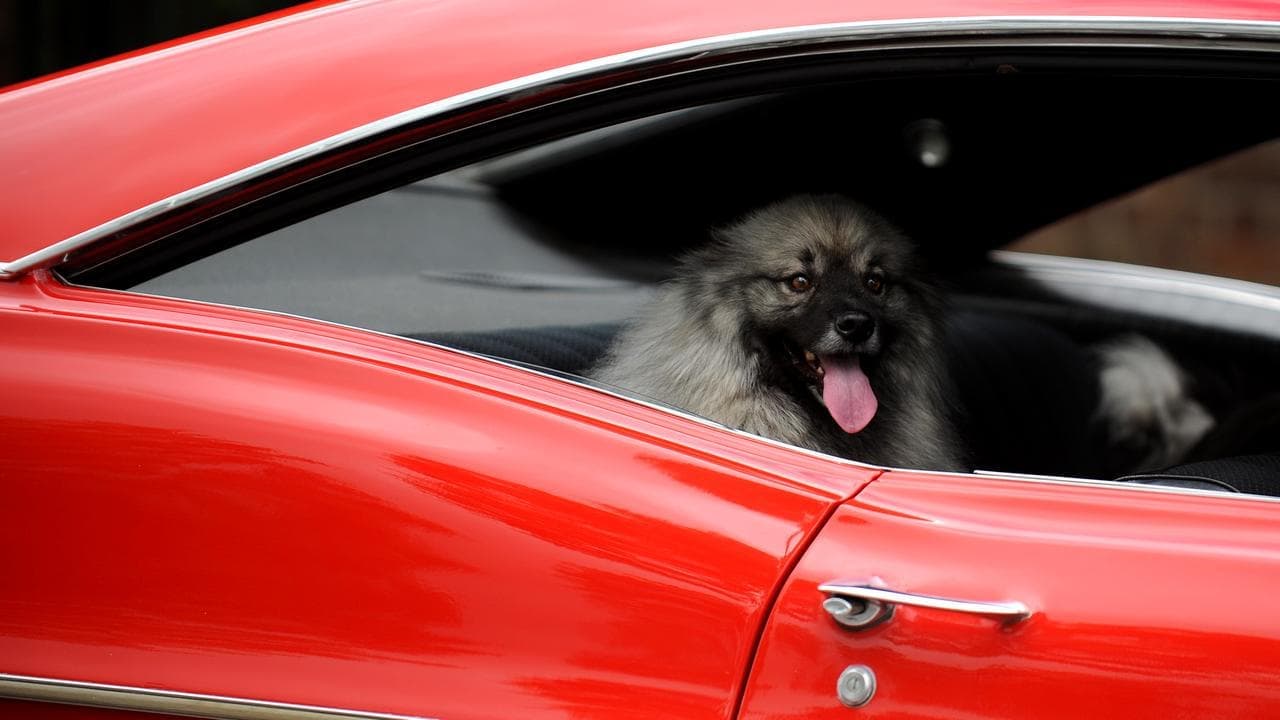 Jail time for leaving dogs in cars under broad changes