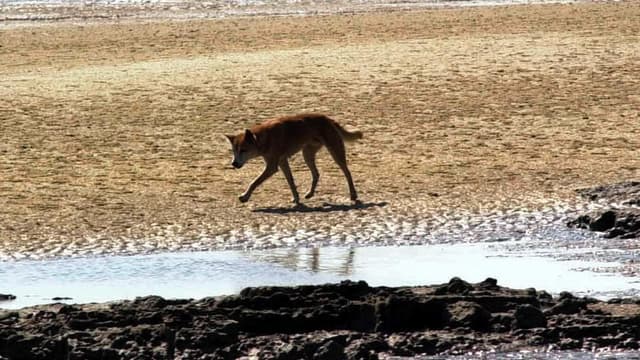 'Horrific': pack of dingoes found near woman's body