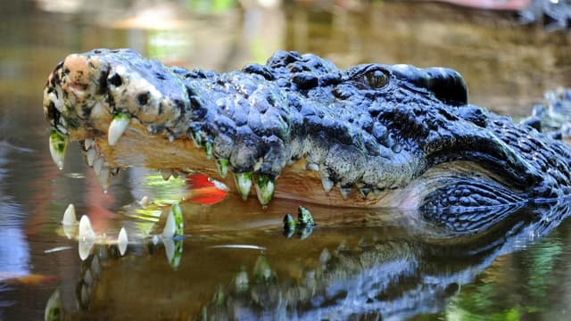 Man's back and legs mauled in croc attack near creek