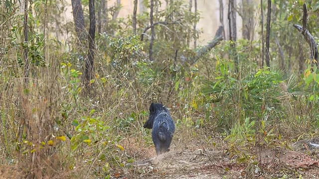 Shooters to take aim at feral pigs stranded by floods