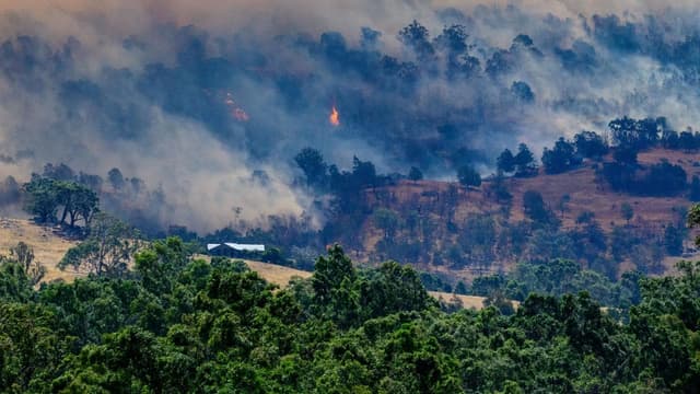 Footage of green treetops after bushfire sparks conspiracy theories