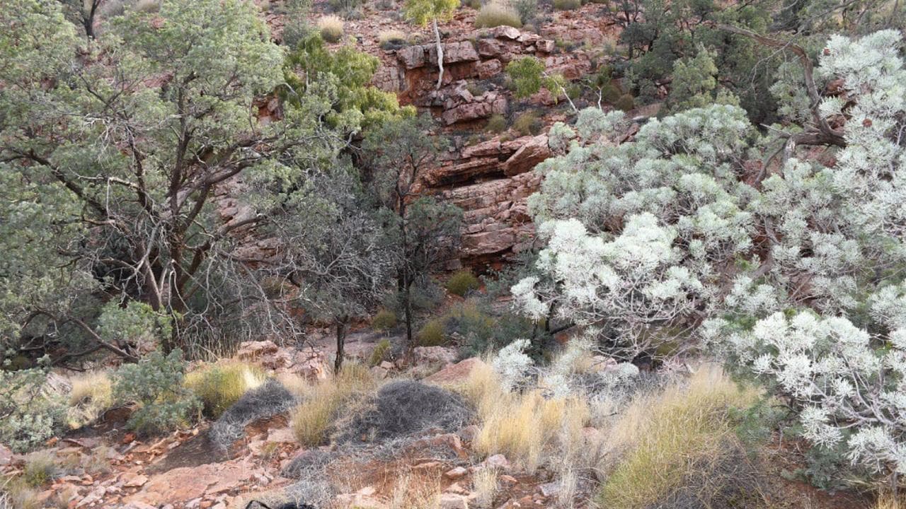 Mistakes led to late search for desert walker: coroner