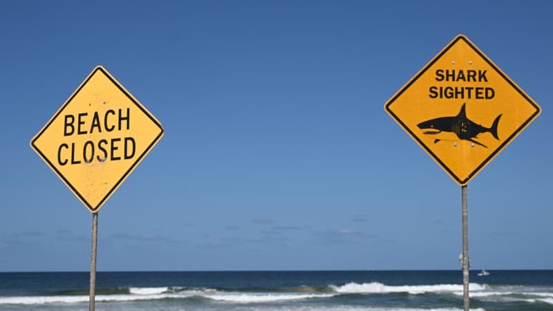 Fake news pages exploit backpacker death and shark attack victim