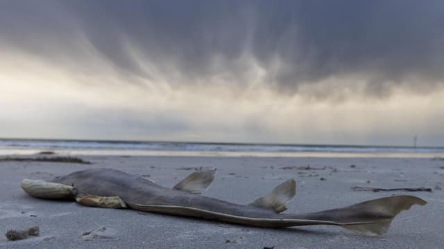 Grim outlook for marine recovery as algal bloom recedes