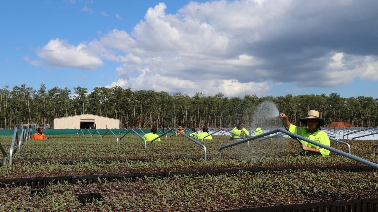 Carbon credits seeding next chapter of Tiwi forestry