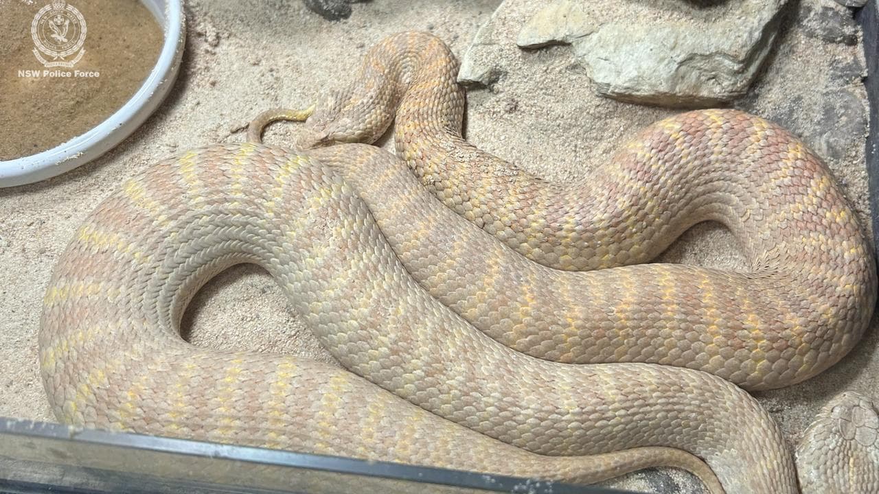 'Chaotic': exotic zoo found by police in drug raid