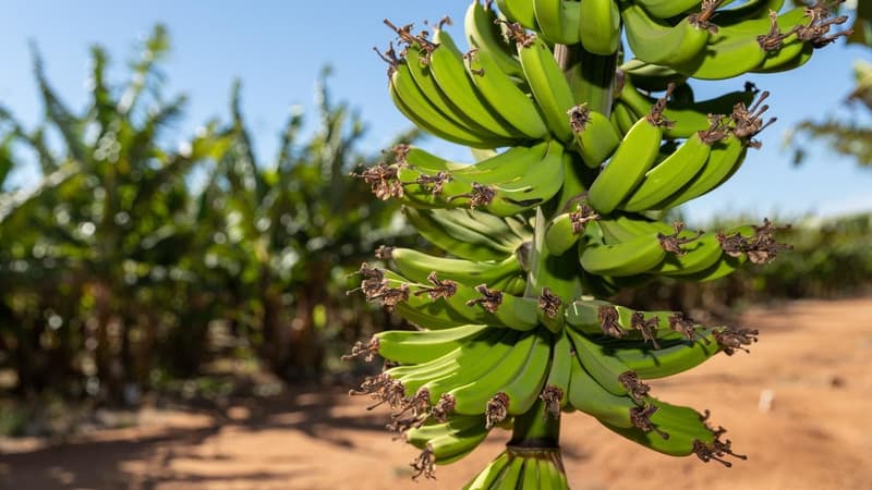Banana growers hoping cyclone bends around farming hub