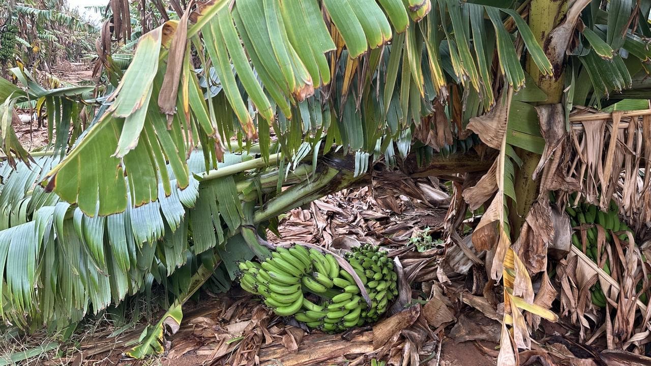 Banana crop skinned as weakening storm heads south