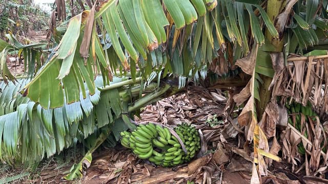 Banana crop skinned as weakening storm heads south