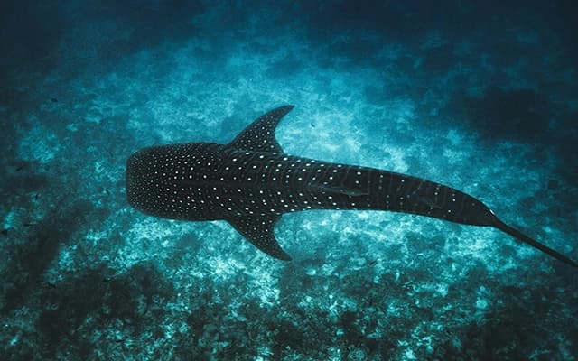 Maldives Launches Tech4Nature Project to Safeguard Iconic Whale Sharks