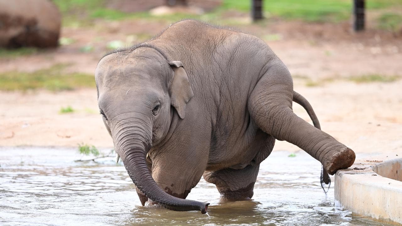 Baby steps: elephant trio to boost zoo's majestic herd
