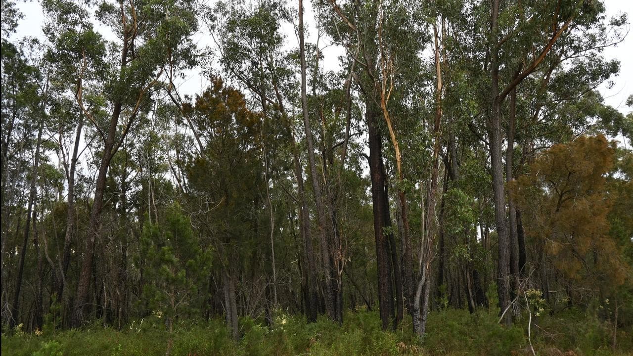 Alcoa slugged millions over illegal forest clearing