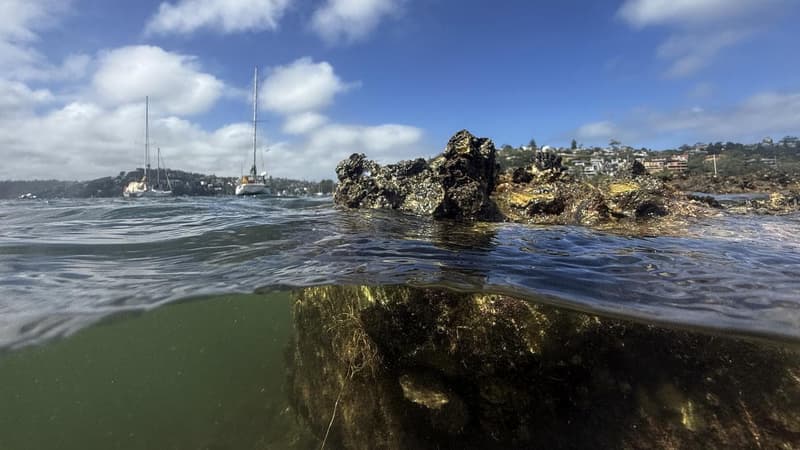 How mirroring nature might just save the humble oyster