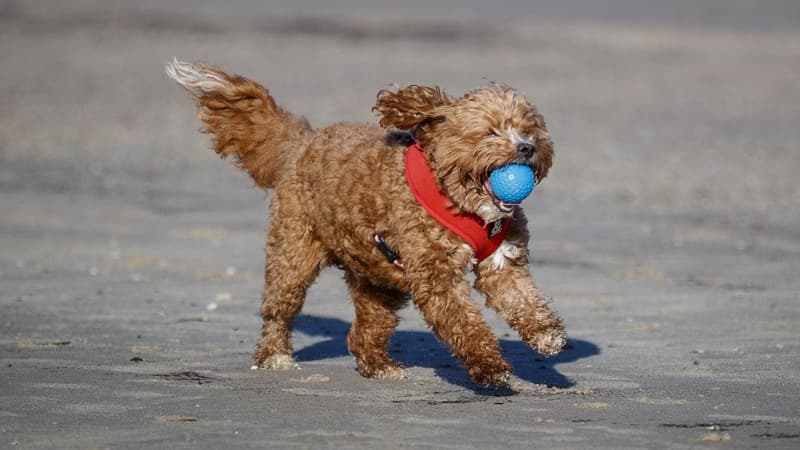Aussie dog lovers tricked by AI video of Muslims calling for beach ban