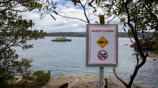 Wet and wild weather brings risk of shark attacks