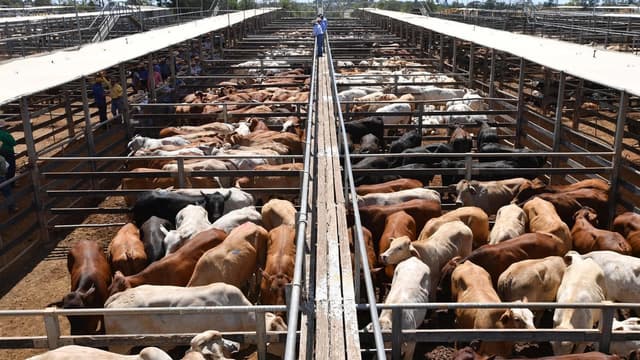 New locations sought for Aussie beef due to China levy