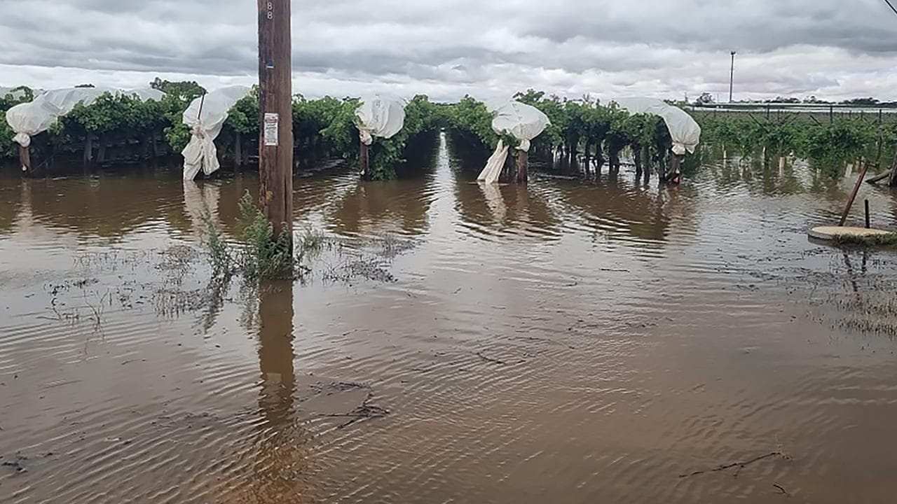 Grapes wither on the vine as record rain risks harvest
