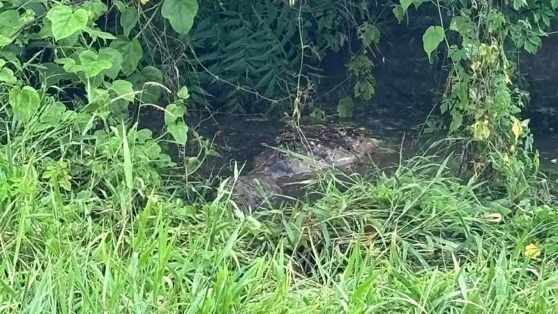 What a croc: reptiles spotted around flooded town