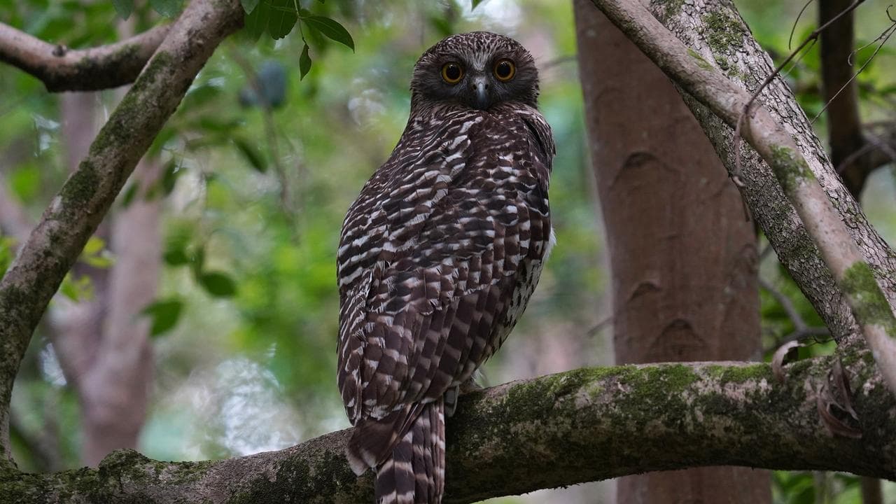 Popular rat baits restricted over wildlife impacts