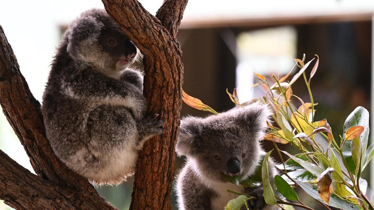 Gassy, koala-threatening coal mine gets state stamp