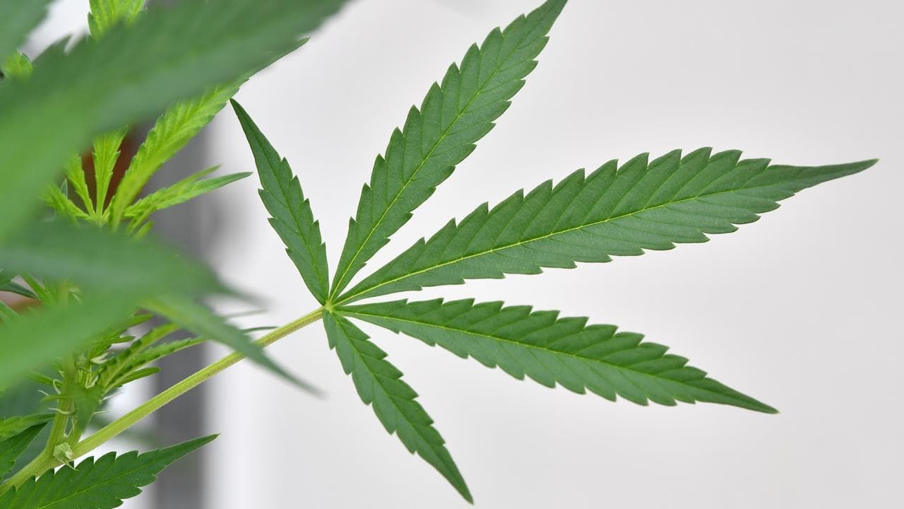 Scientists up-end mental health case for medical weed