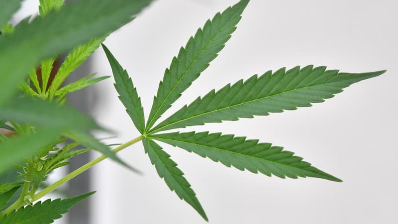 Scientists up-end mental health case for medical weed