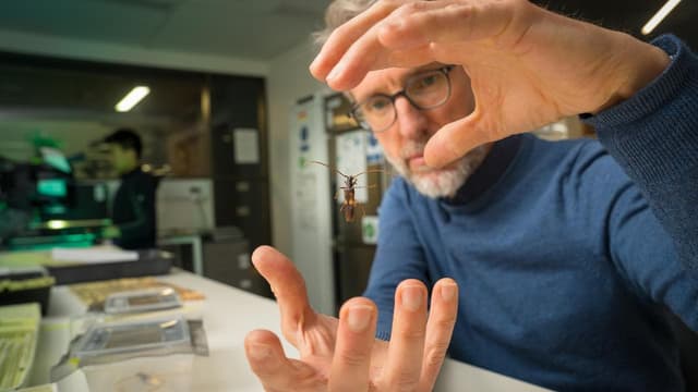 Could a little beetle threaten Australia's foodbowl?