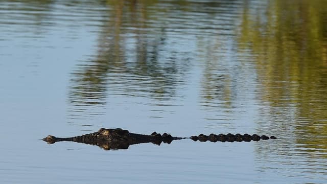 AI crocodile detection system comes with warning