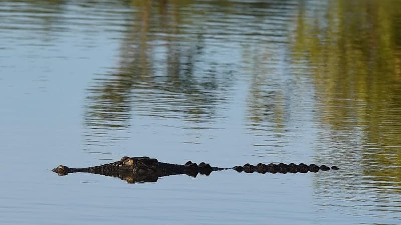 AI crocodile detection system comes with warning