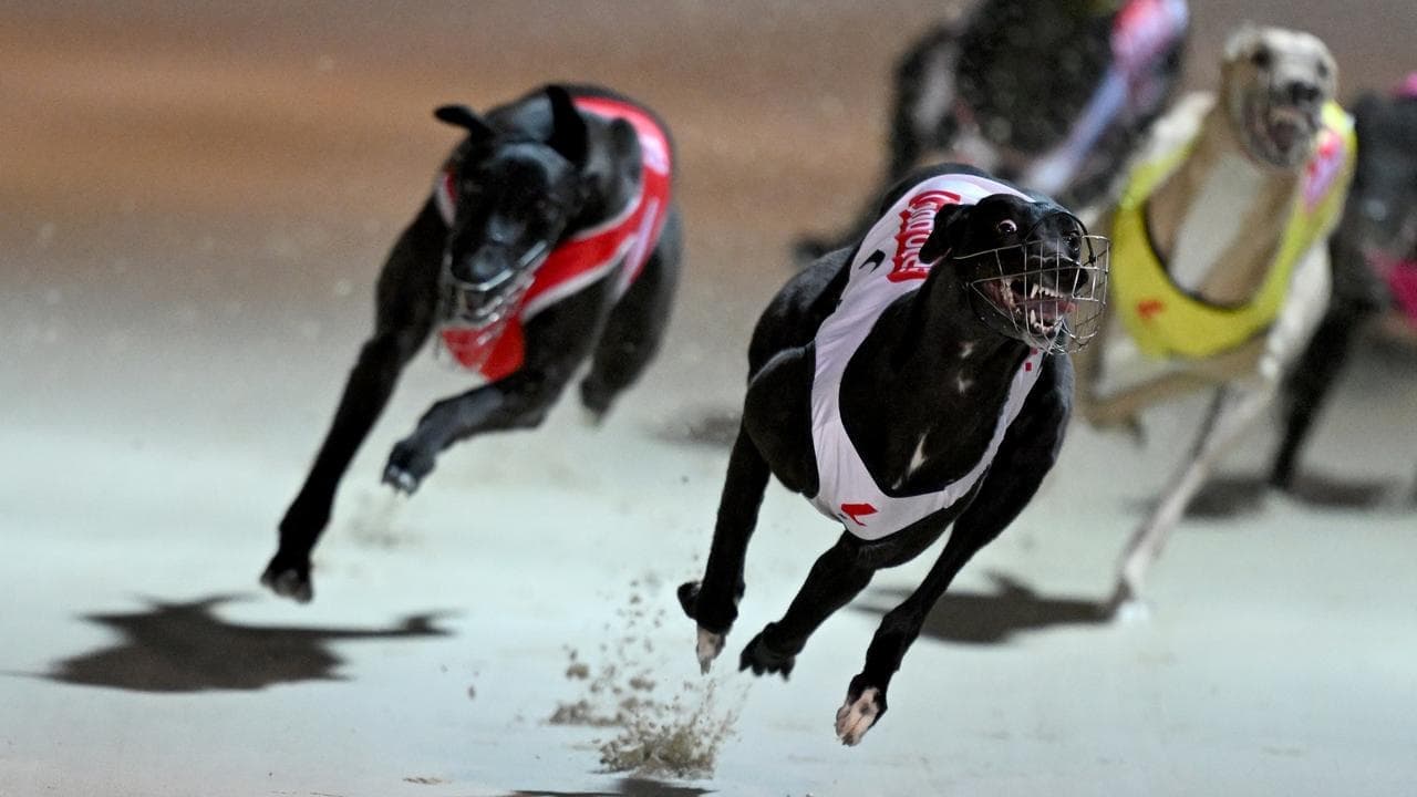 Gambling and welfare issues dog greyhound racing boons