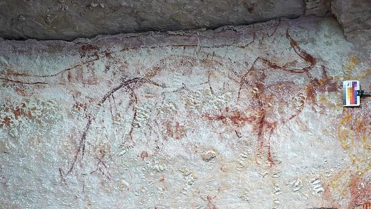 Thylacines maybe lived on mainland longer than thought