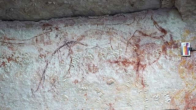 Thylacines maybe lived on mainland longer than thought