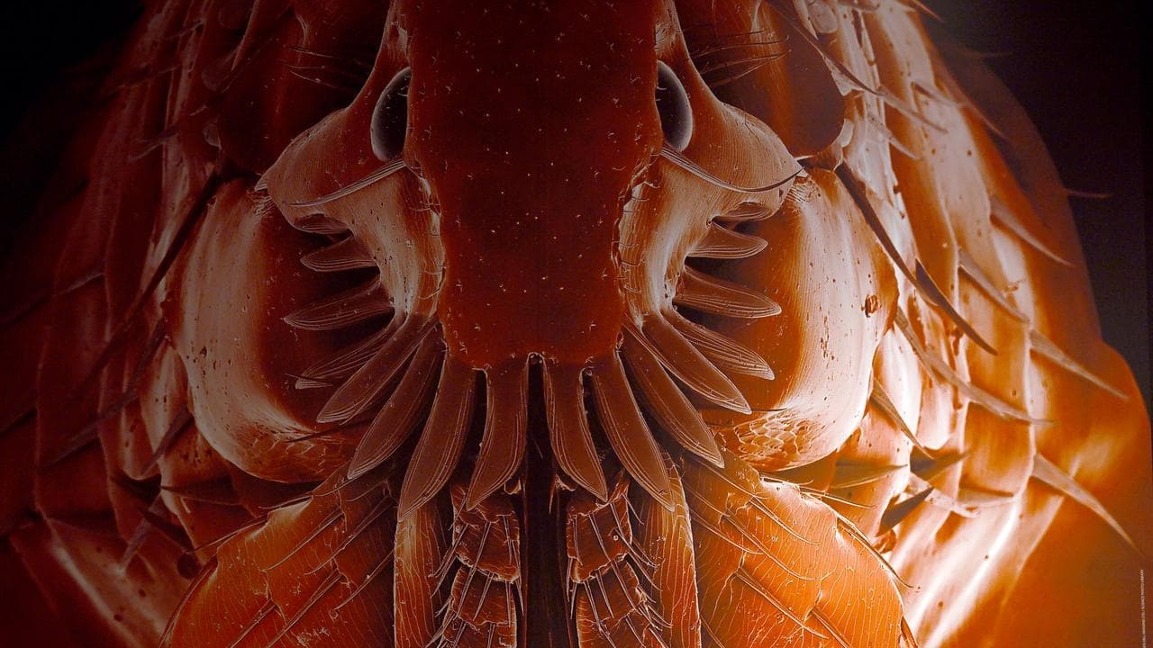 They suck your blood: nature's vampires at museum show