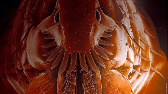 They suck your blood: nature's vampires at museum show