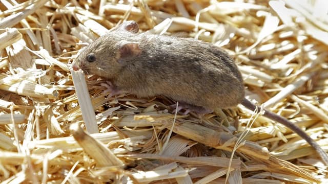'They're everywhere': fresh rural mouse plague warning