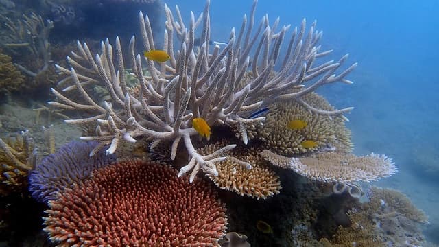 Cyclone-hammered reefs can take many years to recover