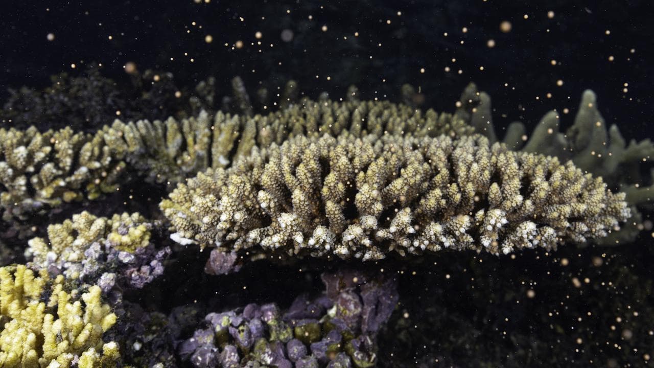 Smelly spawning heralds new life on fragile reef