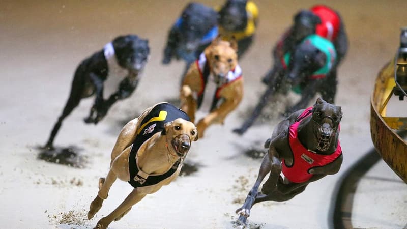 'On edge': vote imminent on greyhound racing's future