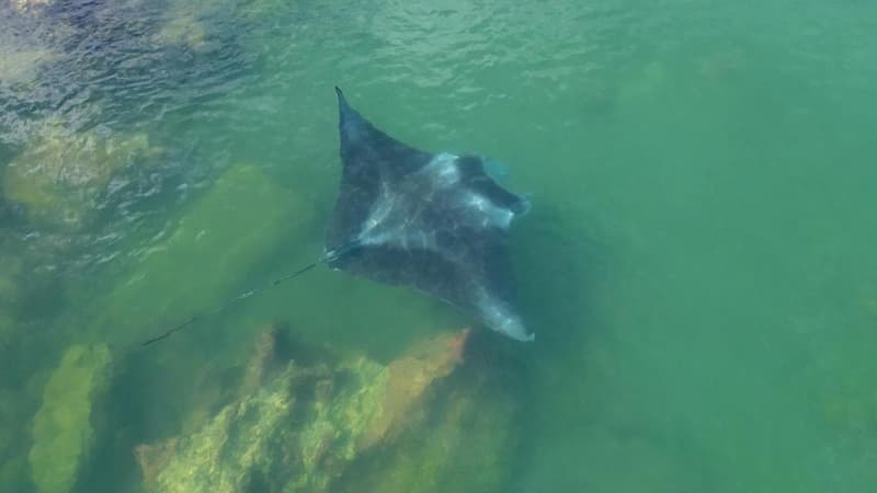 Rich biodiversity sparks call for harbour's protection