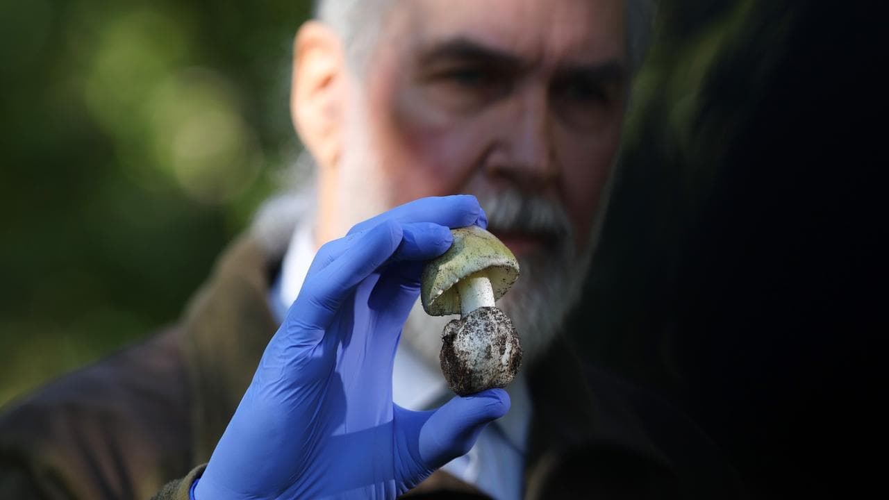 Fatal fungi: health alert as mushroom season begins