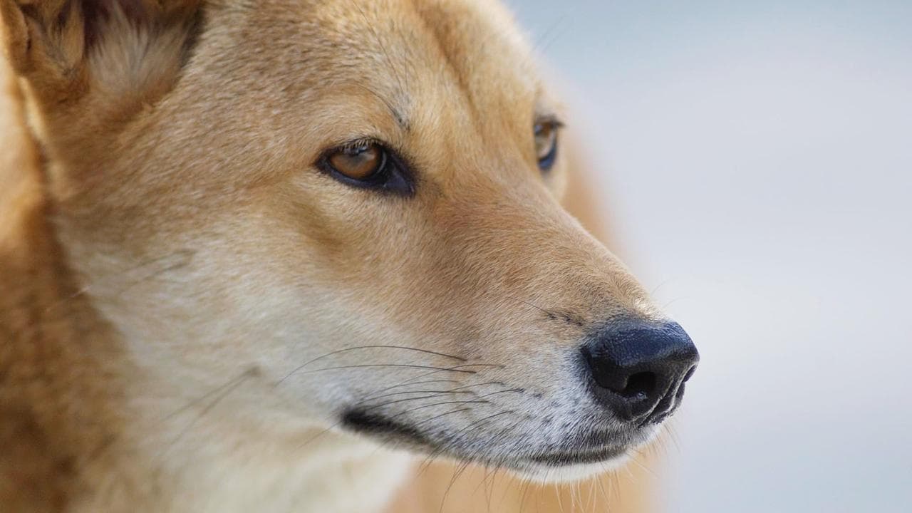 Dingoes attack three children at remote campground