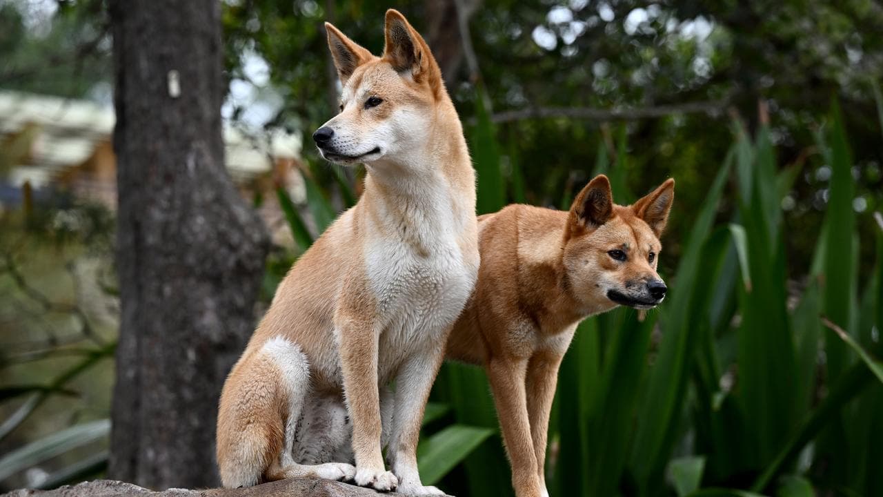 Traditional owners want say in managing totem species