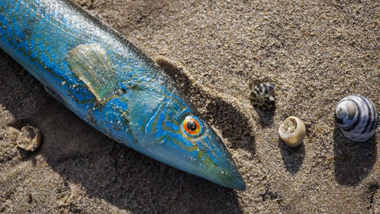 Coast clear as response to toxic algal bloom eased