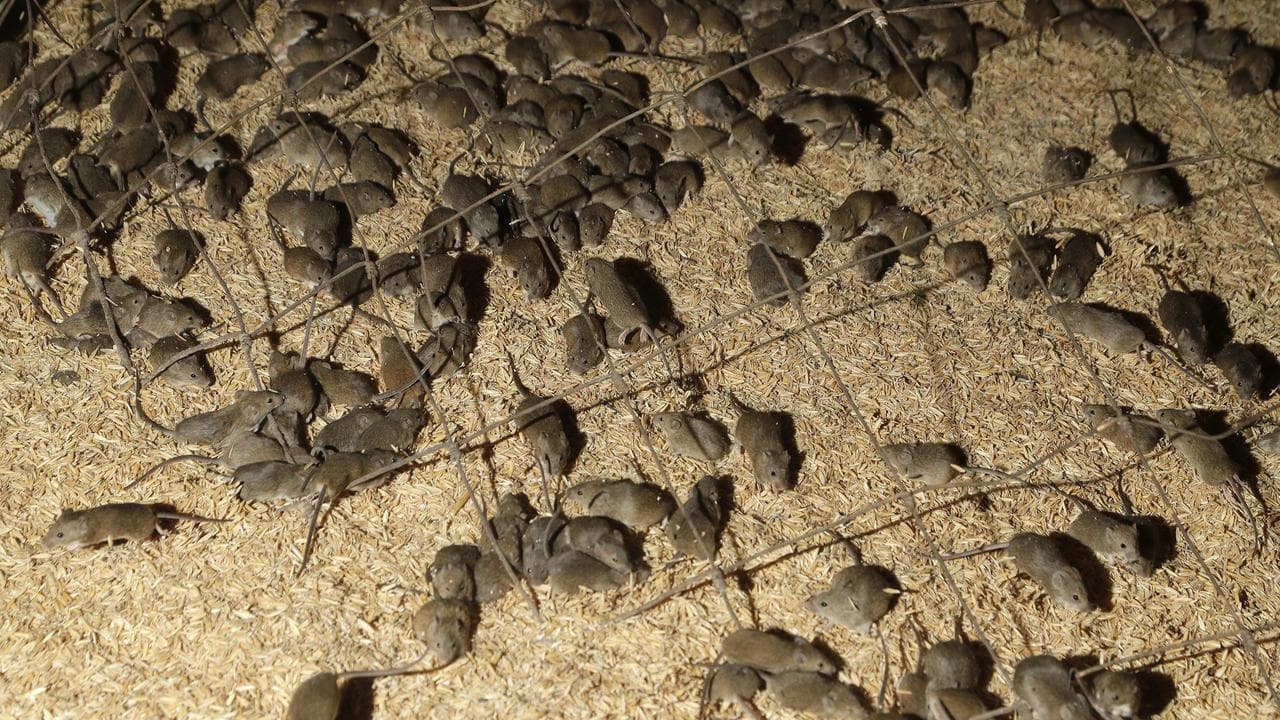 Grain belt hit by worst mouse plague in years