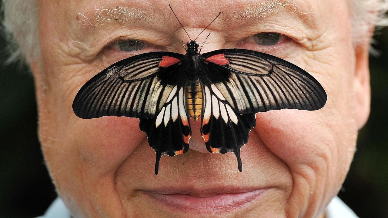 Attenborough 'overwhelmed' by 100th birthday greetings
