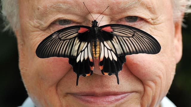 Attenborough 'overwhelmed' by 100th birthday greetings